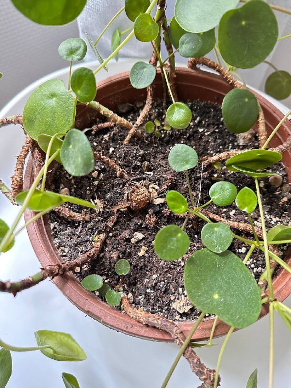 Пилея и Маранта комнатные цветы 2