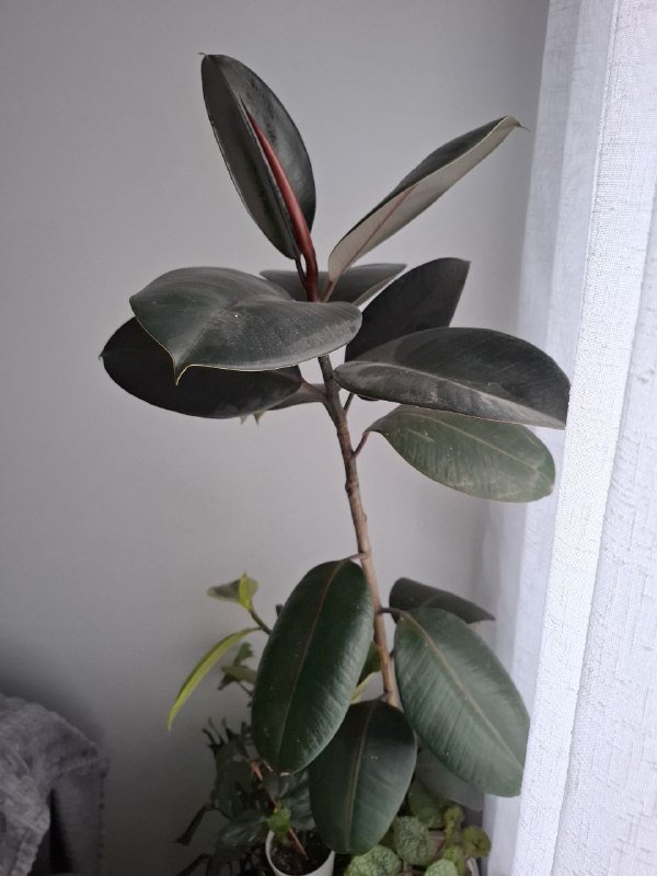 Цветы суккуленты, фикус, сингониум, строманта 10