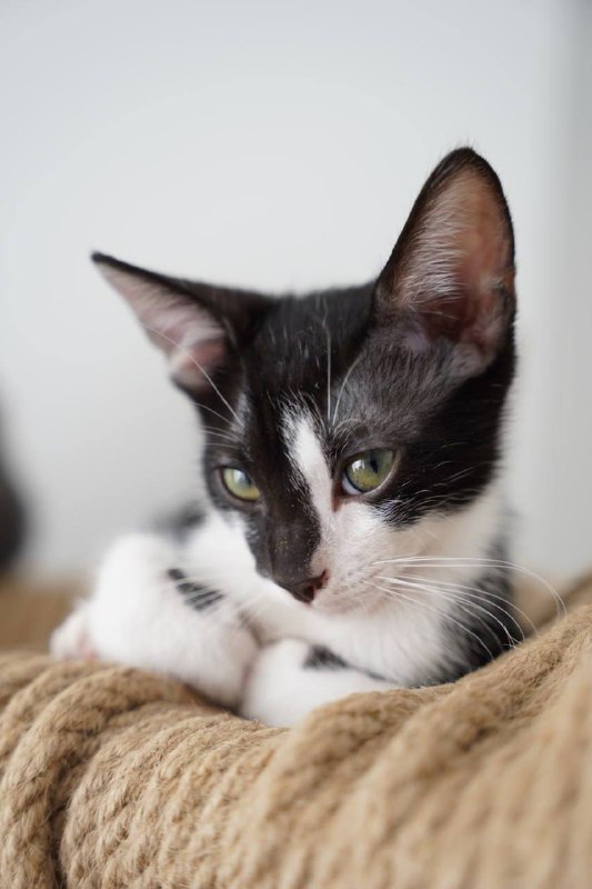 Котята 3 месяца ищут дом 4