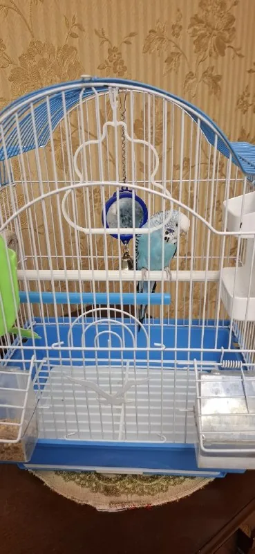 Попугай, клетка 1