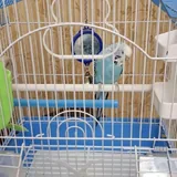 Попугай, клетка 1