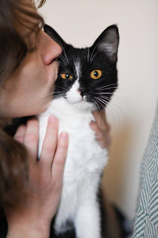 Котенок Малифисента 7 мес стерилизована вакцинирована 4