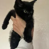Черный котенок 3