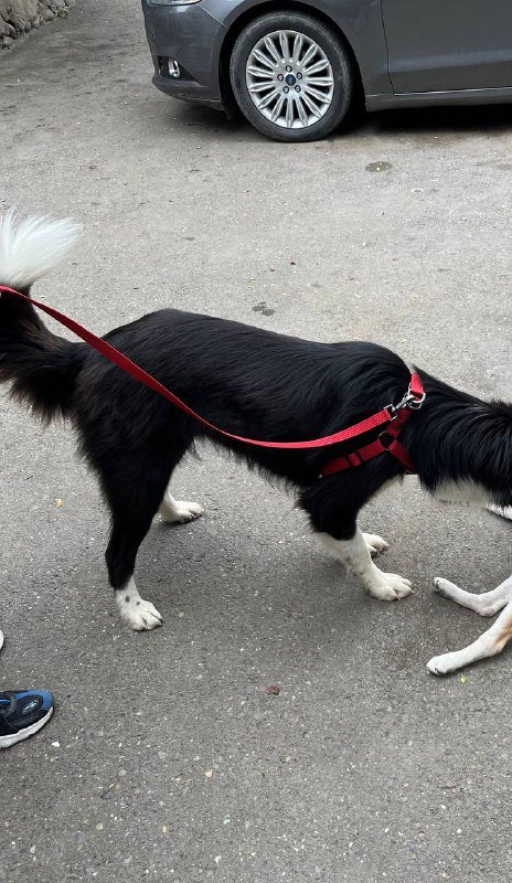 Шлейка для крупной или средней собаки и поводок