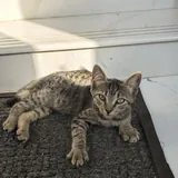 Котенок Маруся 6