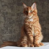 Котята мейн-кун, щенки мареммы 7