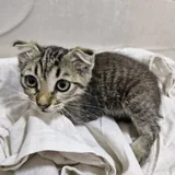Котенок 2