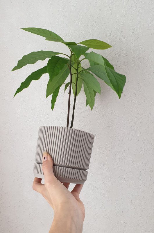 Молодое растение авокадо в горшке 2