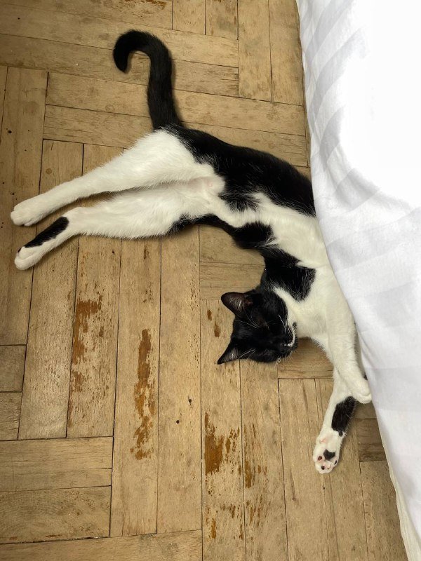 Миниатюрная кошка 4