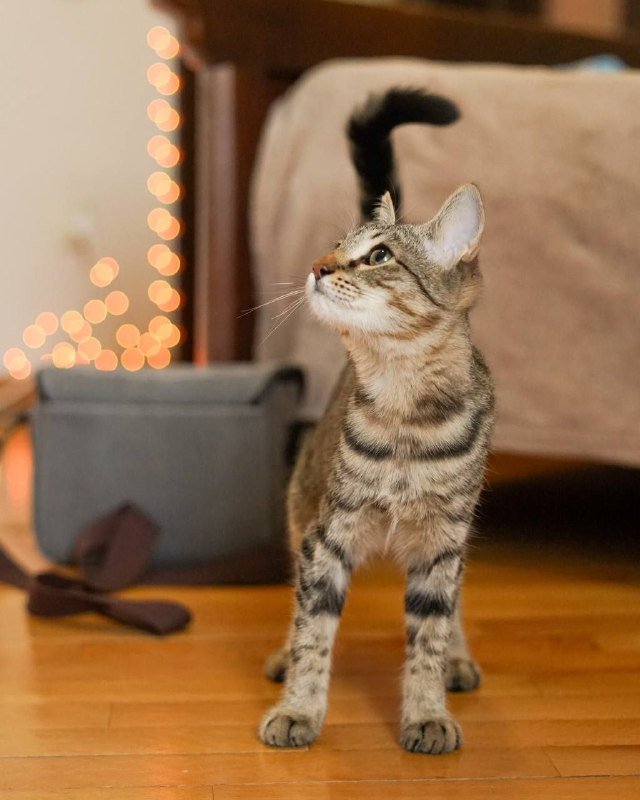 Кошка Сакура ищет дом 3