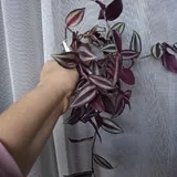 Комнатные растения 3