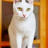 Тильда, кошка 4