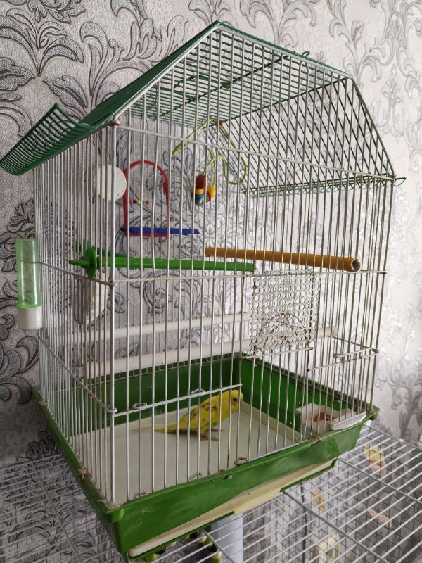 Попугай, клетка