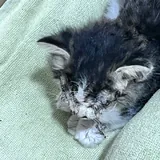 Котёнок 2