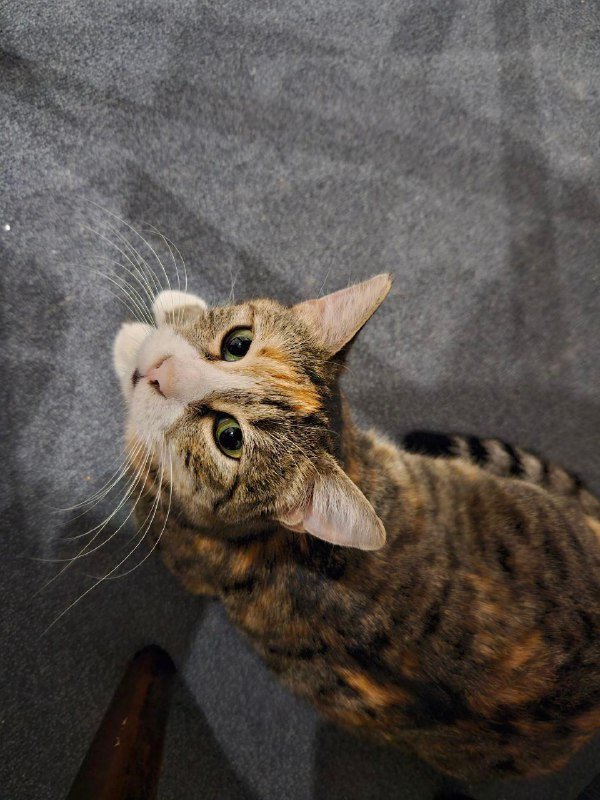 Кали трехцветная кошка для дома 2