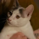 Кот Беляшик ищет дом 4