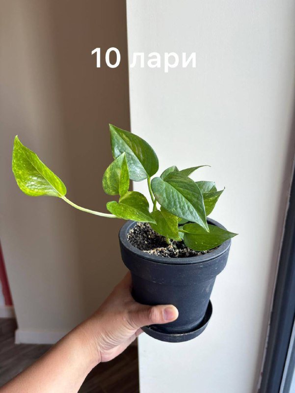 коллекция домашних цветов 4