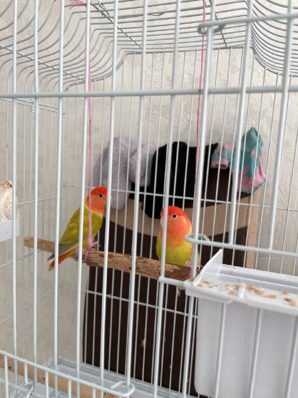 Неразлучники пара с клеткой