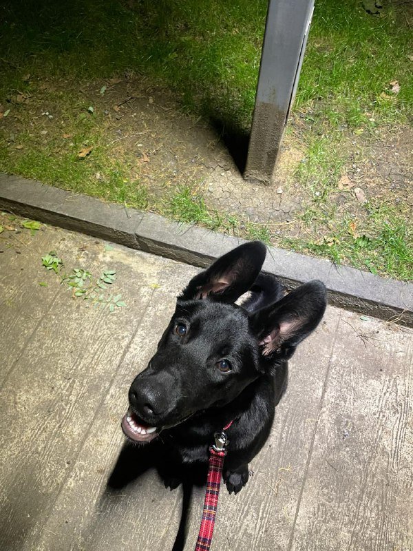 Собака 10 месяцев Ушки ищет дом 2