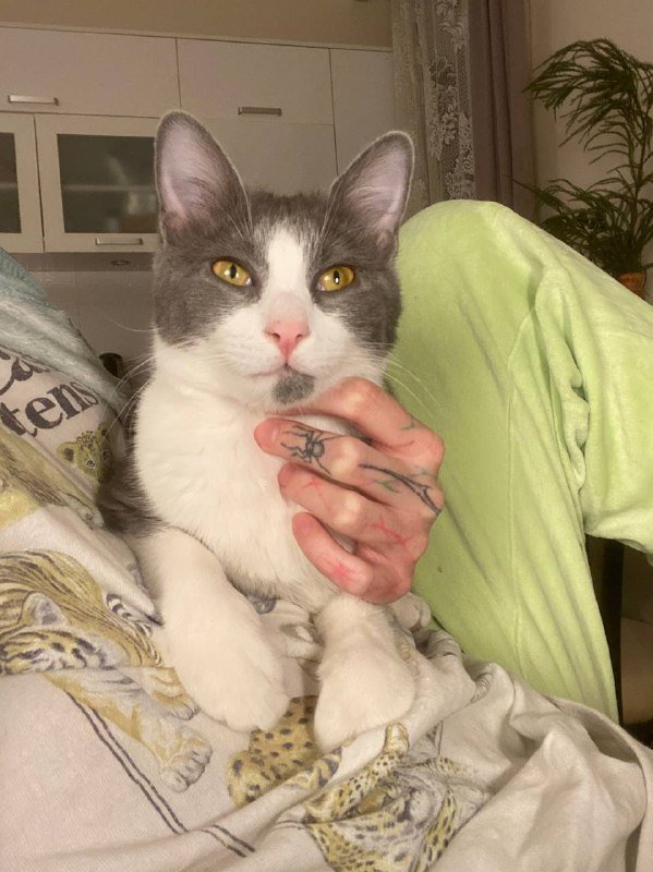 Котик Кружок 8 месяцев ищет дом