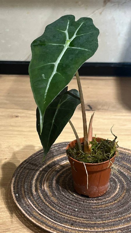 Алоказии и Бегония амфиоксус для продажи 8