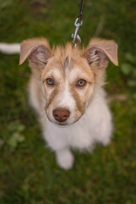 Мишель, щенок