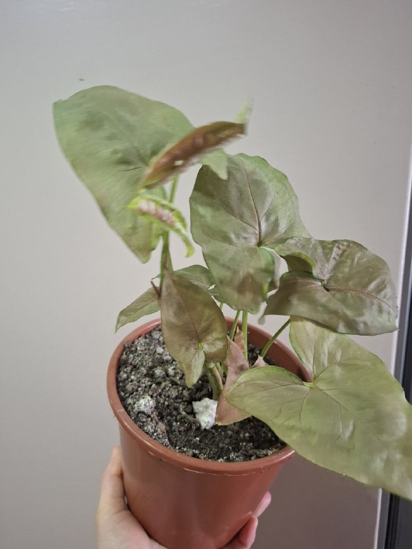 Рассада перцев, суккуленты, сингониум, эхеверия, алоэ, индийский лук 9