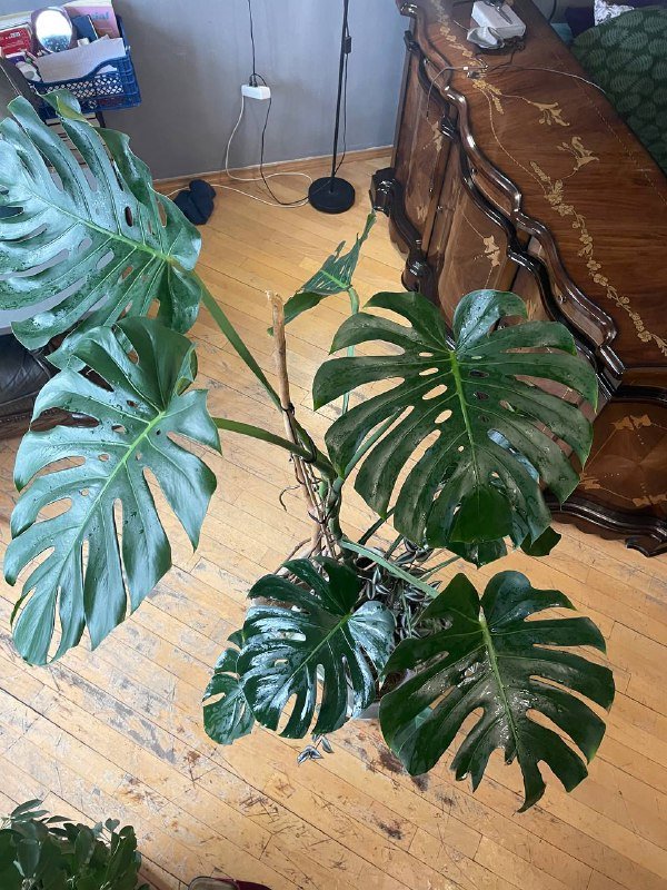 Монстера 1,5 метра высота 2