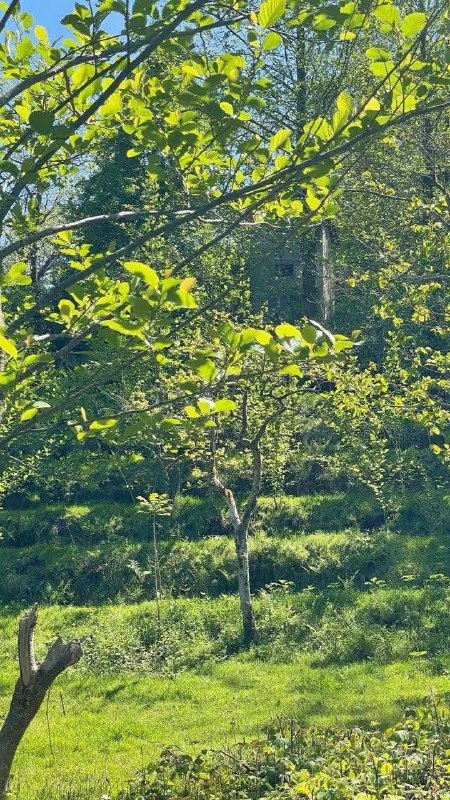 Участок 3000 м² с домом и садом в Ахалшени 9