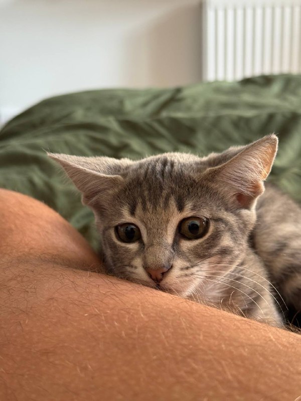 Котёнок ищет дом 3