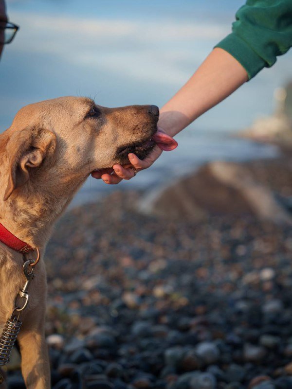 Собака Кали ищет дом 8