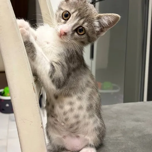 Котёнок Юми