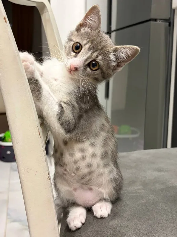 Котёнок Юми 1