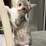 Котёнок Юми 1