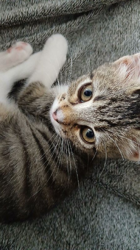 Котенок девочка Сулико ищет дом 4