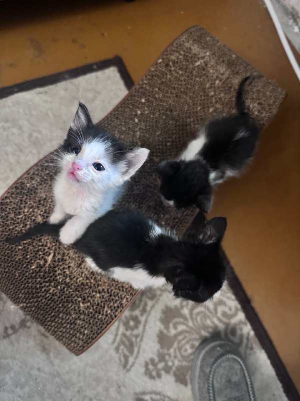 Котята черно-белые взрослые для дома 8