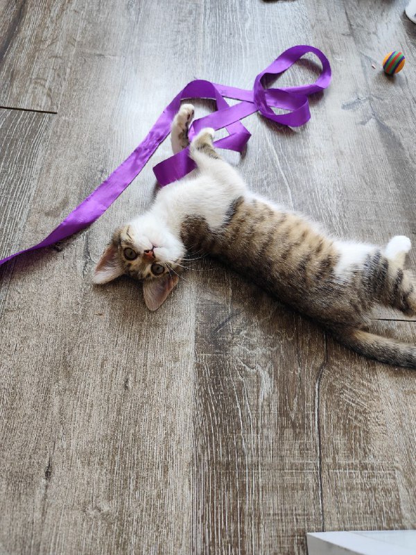 Котята Киси и Твиши ищут хозяев