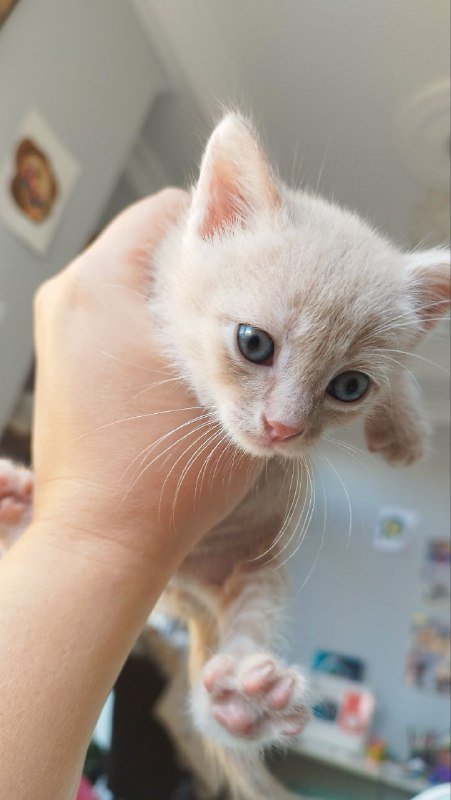 Усатый полосатый котенок ищет дом