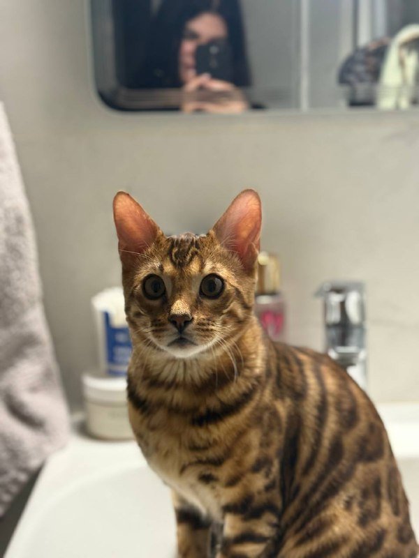 Бенгальский котик 6 месяцев, с прививками