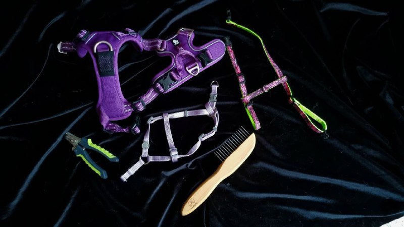 Набор амуниции для кошек и собак шлейки, расческа, кусачки 1