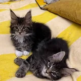 Котенок мейн-куна 2