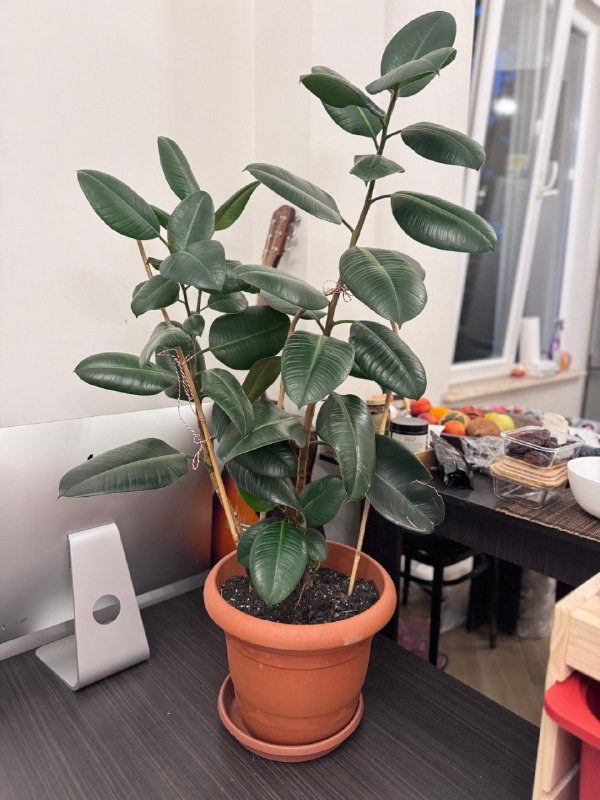 растения в горшках 2