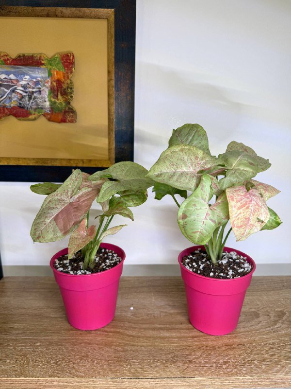 Комнатные растения в горшках разные размеры 2