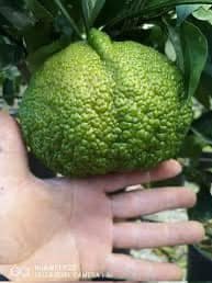 Саженцы мандарина Джели Кинг 3