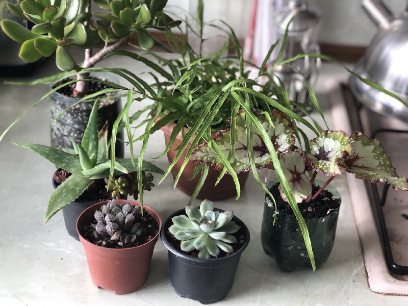 Комнатные растения: бегонии, алоэ Вера, хавортия, денежное дерево, папоротник