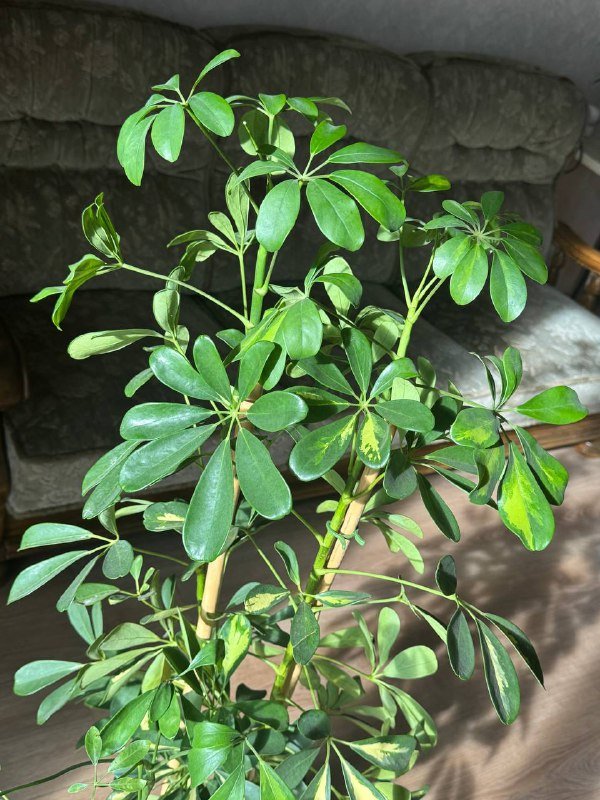 Шеффлера 130 см с пышной кроной 2