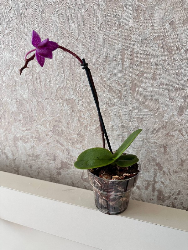 Орхидеи сорта ‘МИНИ’ Phalaenopsis mini 20-25 см с горшком 3