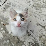 Кошка и котенок 2