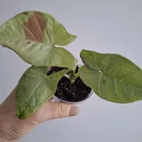 Комнатные растения 8