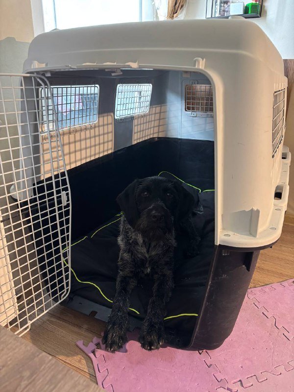 Переноска Ferplast Atlas 80, матрас и колесики для крупной собаки 4